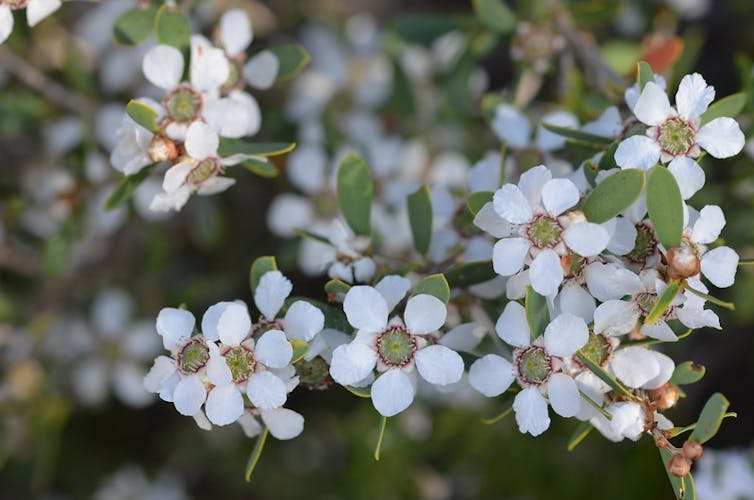 Coast teatree, Leptospermum laevigatum, is now an invasive species in some areas. It has small white flowers.